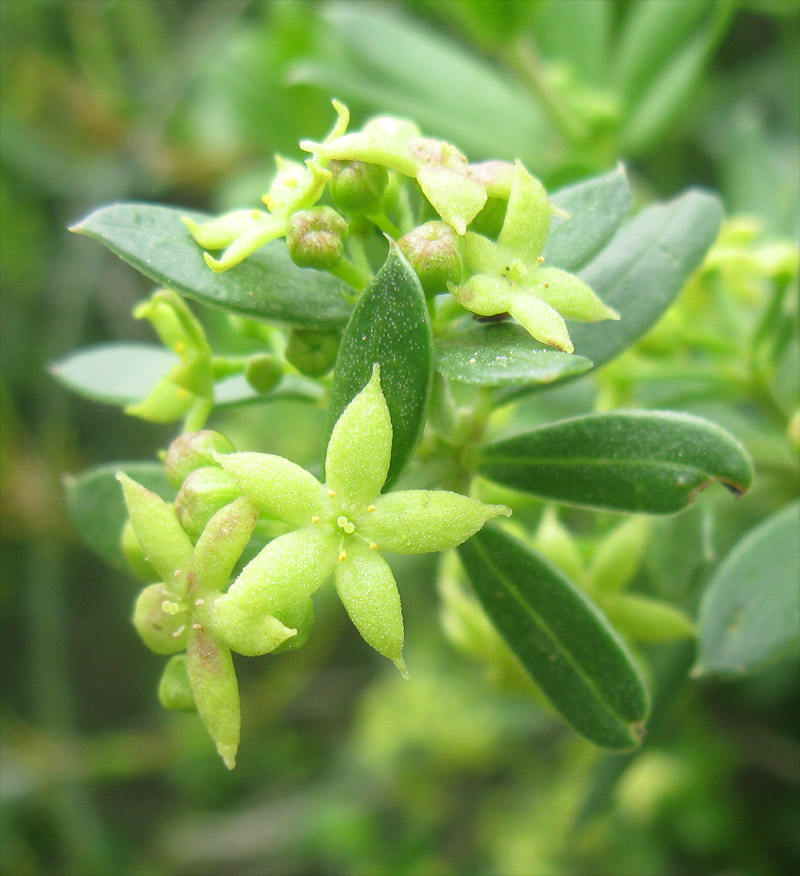 Изображение особи Rubia tenuifolia.