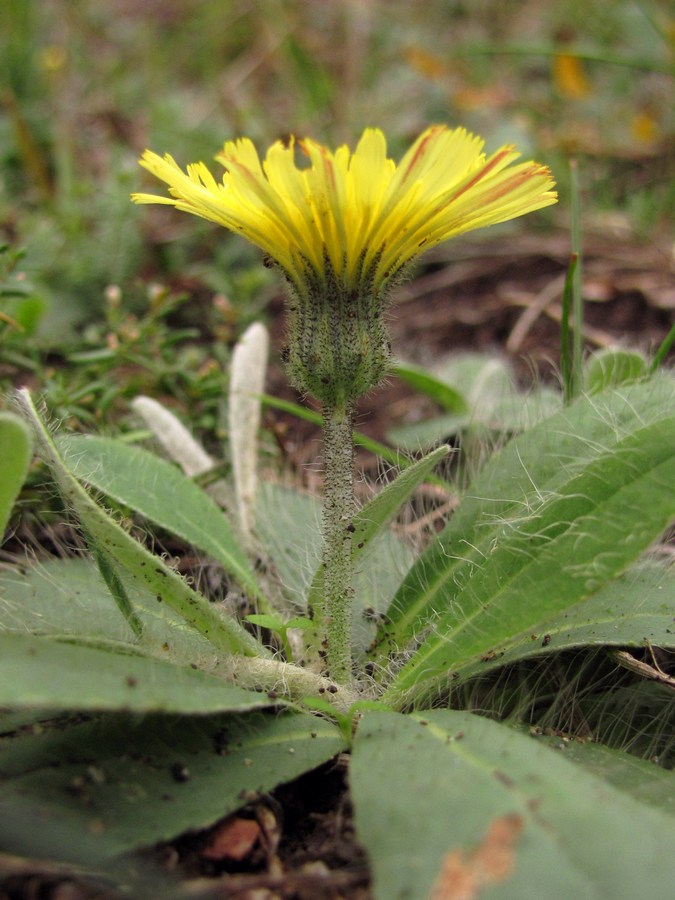 Изображение особи Pilosella officinarum.