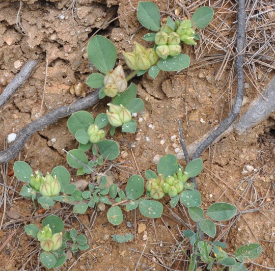 Изображение особи Tripodion tetraphyllum.