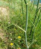 Foeniculum vulgare. Средняя часть побегов. Испания, Каталония, Жирона, Тосса-де-Мар, крепость Вила-Велья. 24.06.2012.