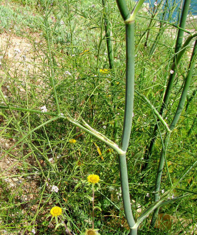 Изображение особи Foeniculum vulgare.