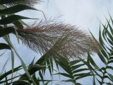 Arundo donax