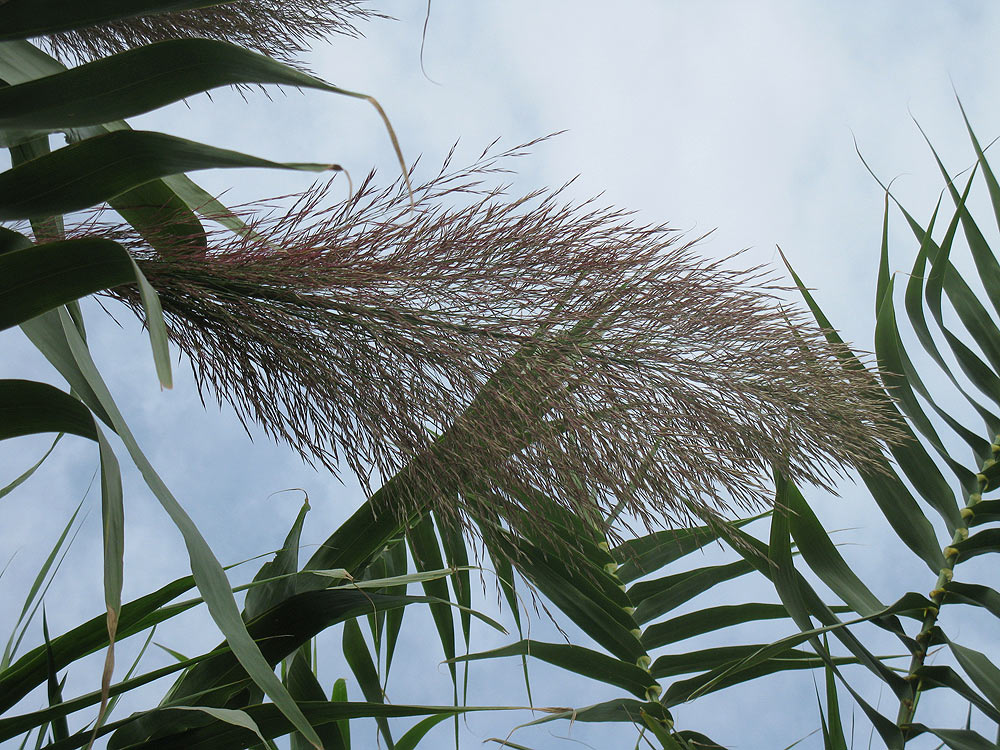 Изображение особи Arundo donax.