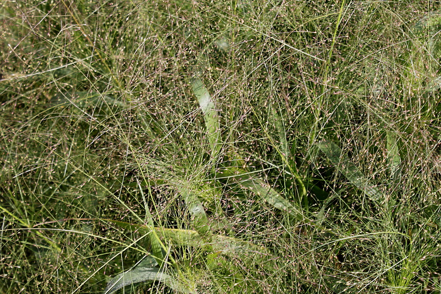 Изображение особи Panicum virgatum.