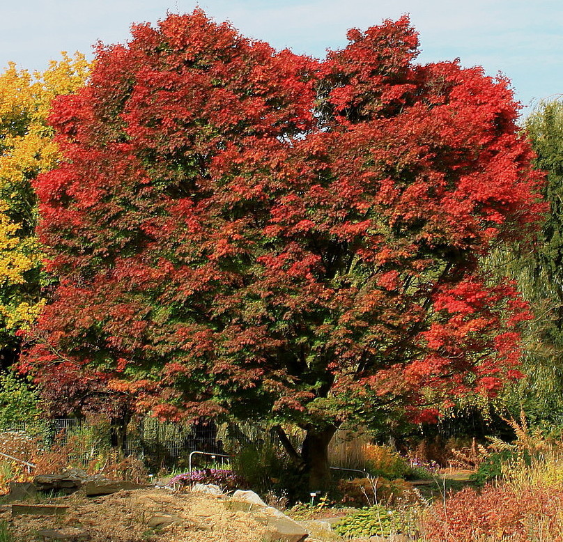 Изображение особи Acer palmatum.