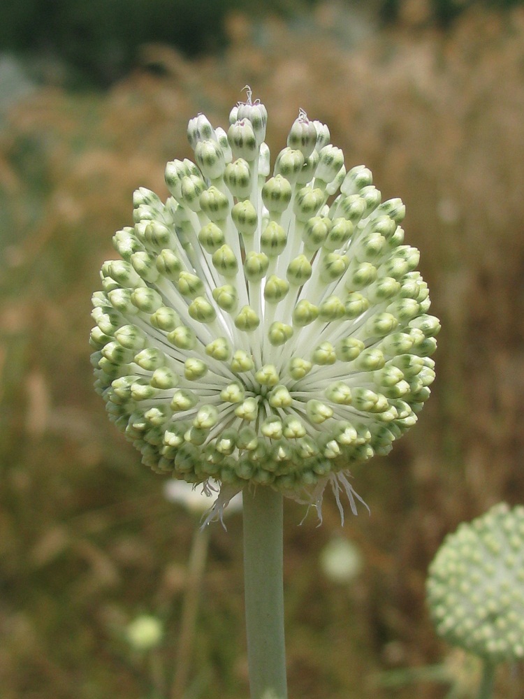 Image of Allium guttatum specimen.