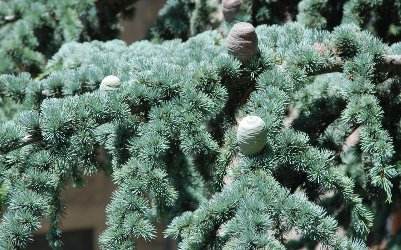 Изображение особи Cedrus libani.