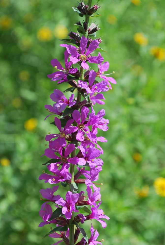 Изображение особи Lythrum salicaria.