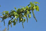 genus Populus