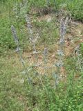 Stachys cretica