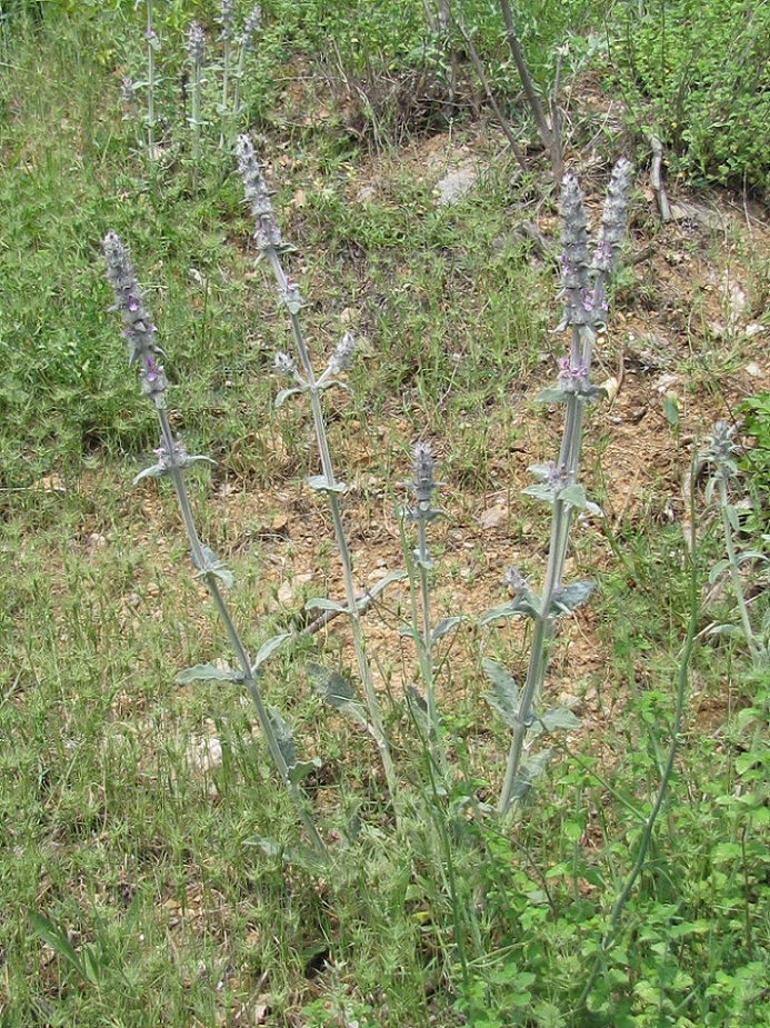 Изображение особи Stachys cretica.