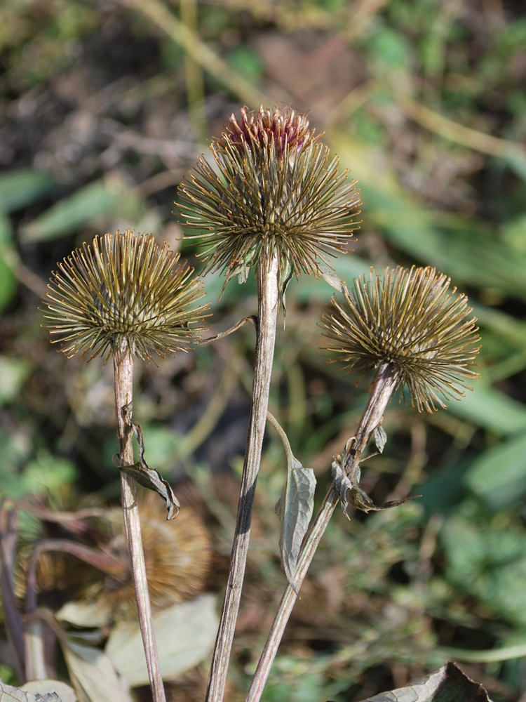 Image of Arctium leiospermum specimen.