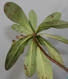 Euphorbia amygdaloides