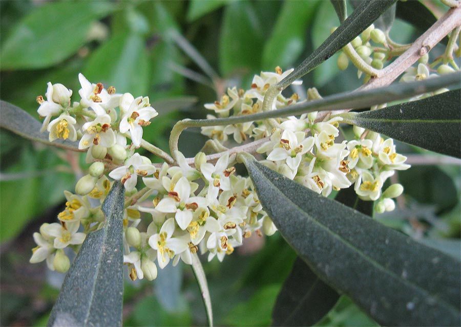 Image of Olea europaea specimen.