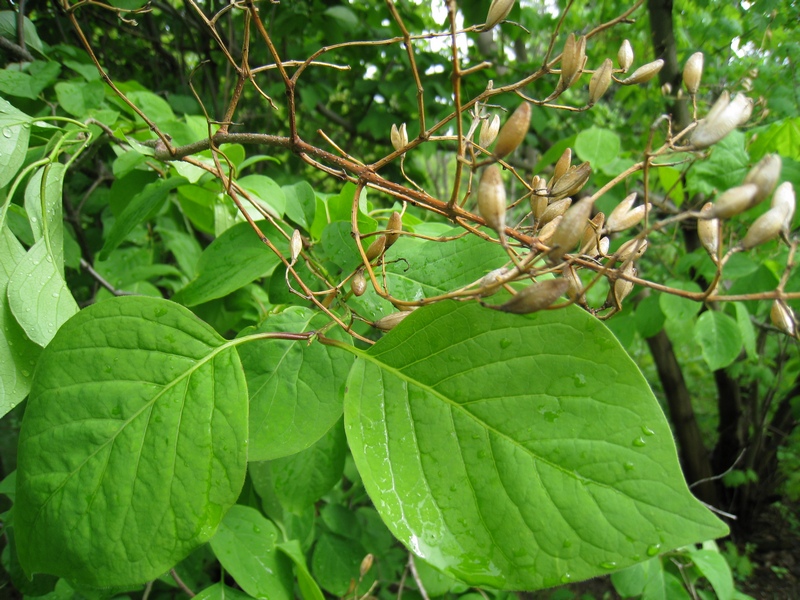 Изображение особи Syringa amurensis.