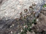 Draba subamplexicaulis