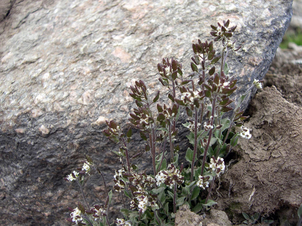 Image of Draba subamplexicaulis specimen.