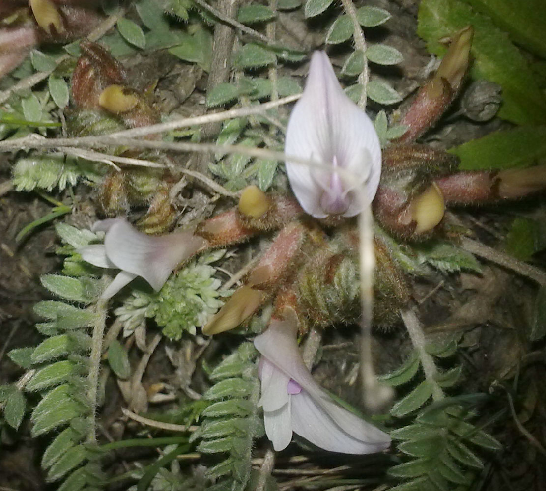Image of Astragalus testiculatus specimen.