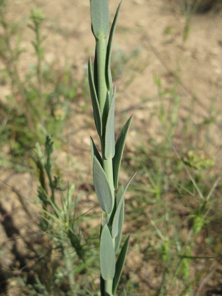 Изображение особи Linaria syspirensis.