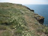 Astragalus glaucus