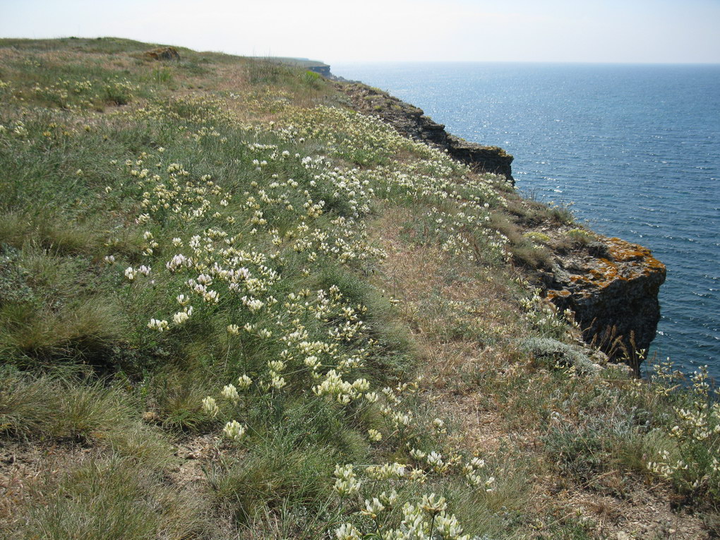 Изображение особи Astragalus glaucus.