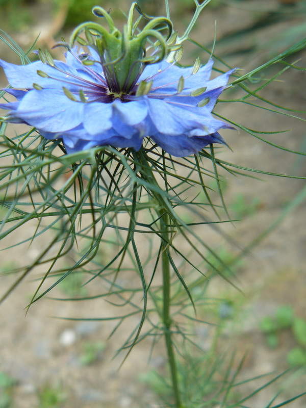 Image of Nigella damascena specimen.