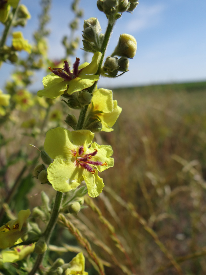 Изображение особи Verbascum marschallianum.