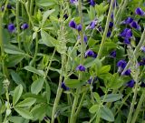 Baptisia australis