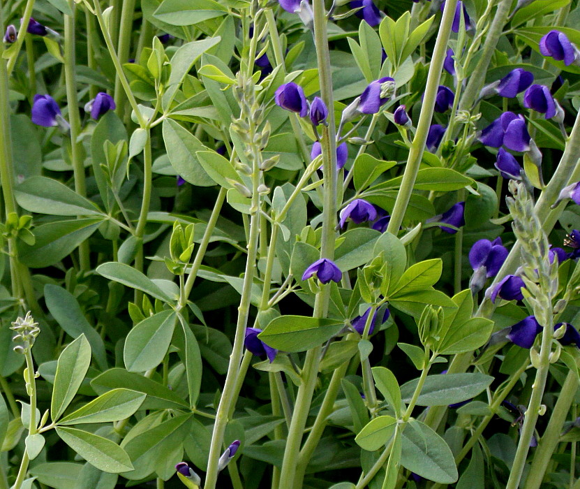 Image of Baptisia australis specimen.