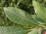 Salix cinerea. Лист. Московская обл., Лотошинский р-н, окр. дер. Савостино. 09.07.2013.