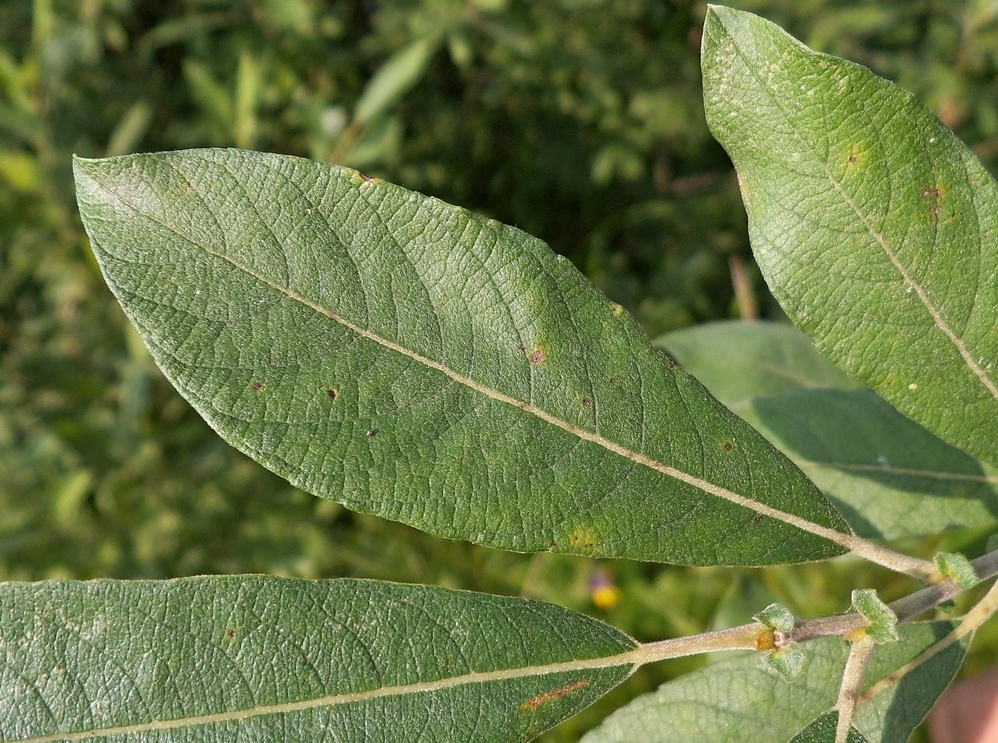 Image of Salix cinerea specimen.