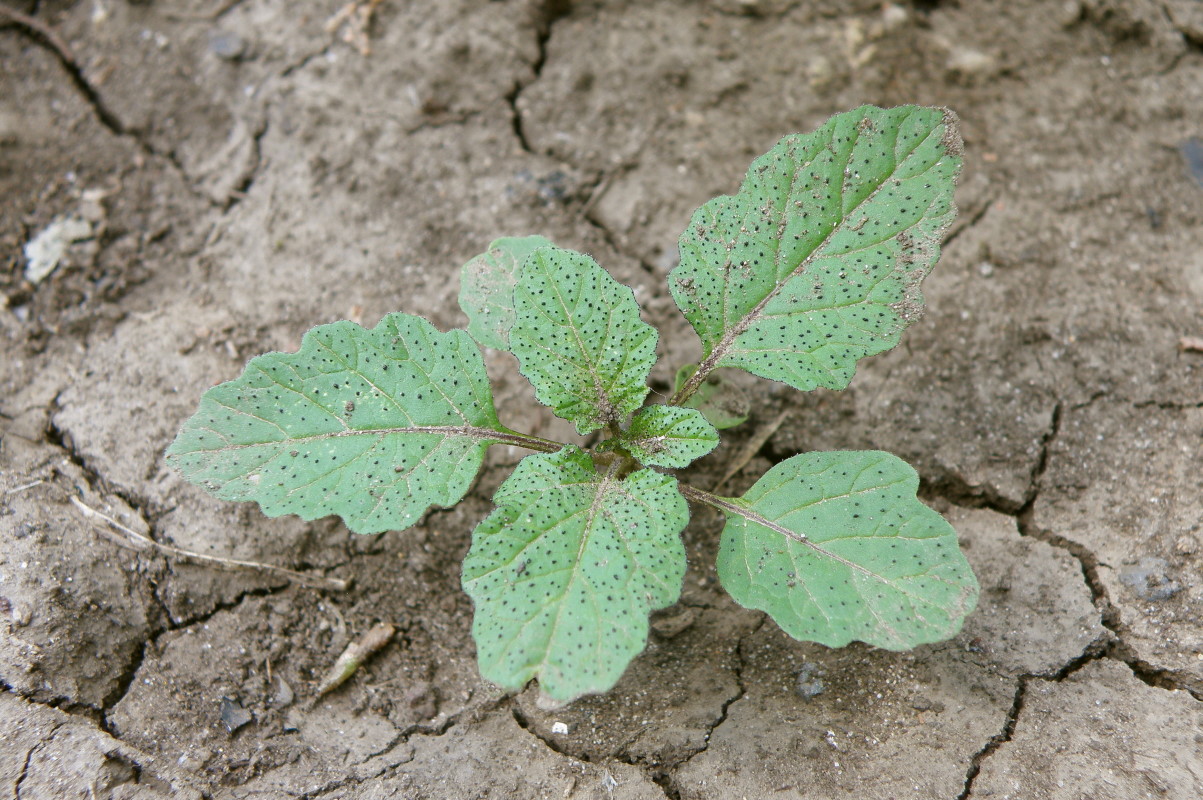 Изображение особи Nicandra physalodes.