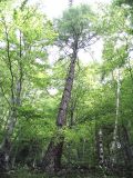 Larix decidua