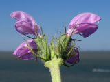 Phlomis pungens. Верхушка побега с соцветием. Краснодарский край, м/о Анапа, окр. ст. Благовещенская, Кизилташский лиман, на берегу. 20.08.2013.