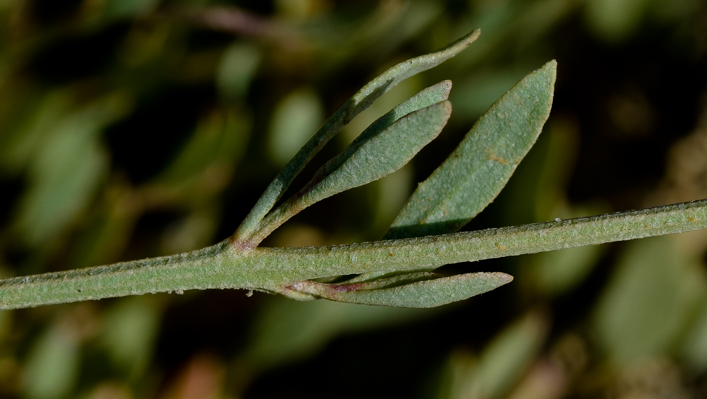 Image of Halimione portulacoides specimen.