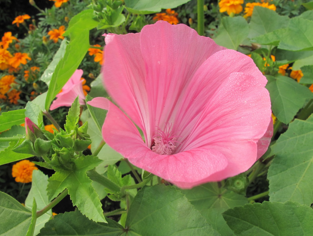 Image of Malva trimestris specimen.