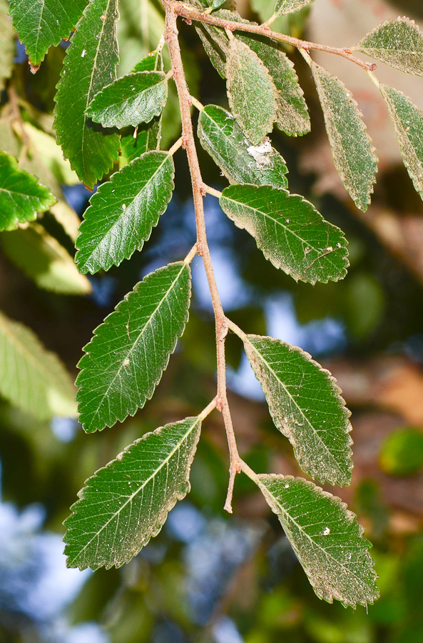 Image of Ulmus parvifolia specimen.