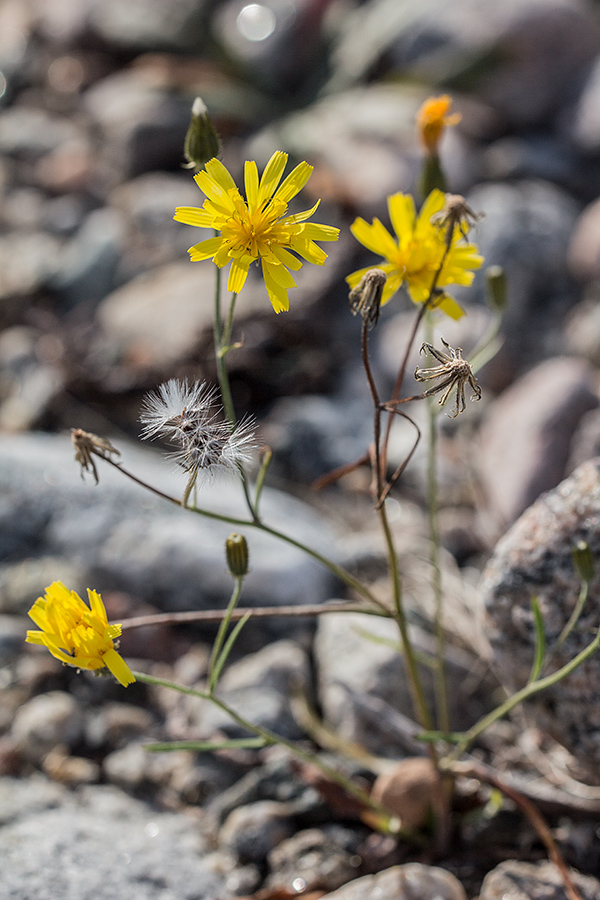 Изображение особи Crepis tectorum.