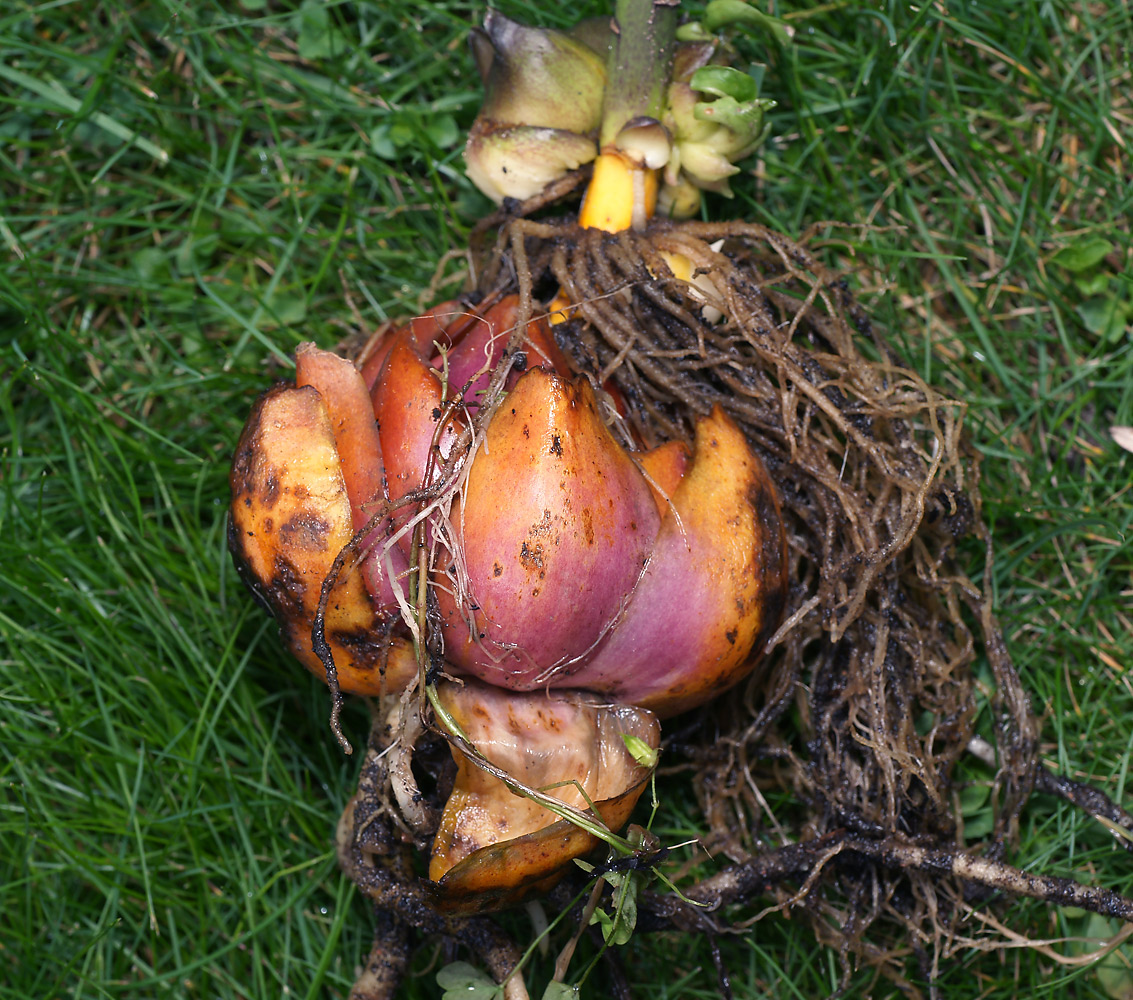 Image of genus Lilium specimen.