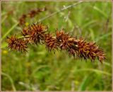 Carex vulpina