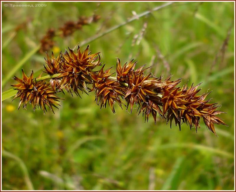 Image of Carex vulpina specimen.