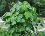 Macaranga grandifolia. Вегетирующее растение. Таиланд, национальный парк Си Пханг-нга. 19.06.2013.