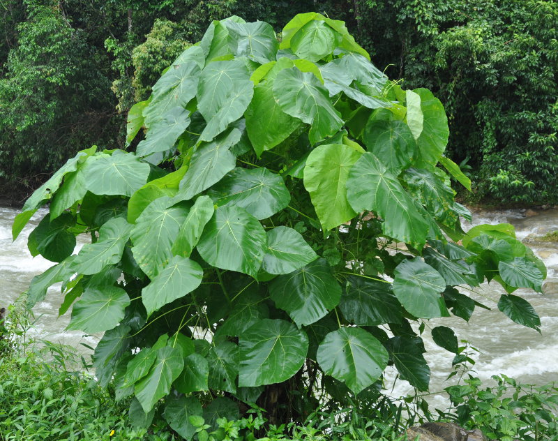 Image of Macaranga grandifolia specimen.