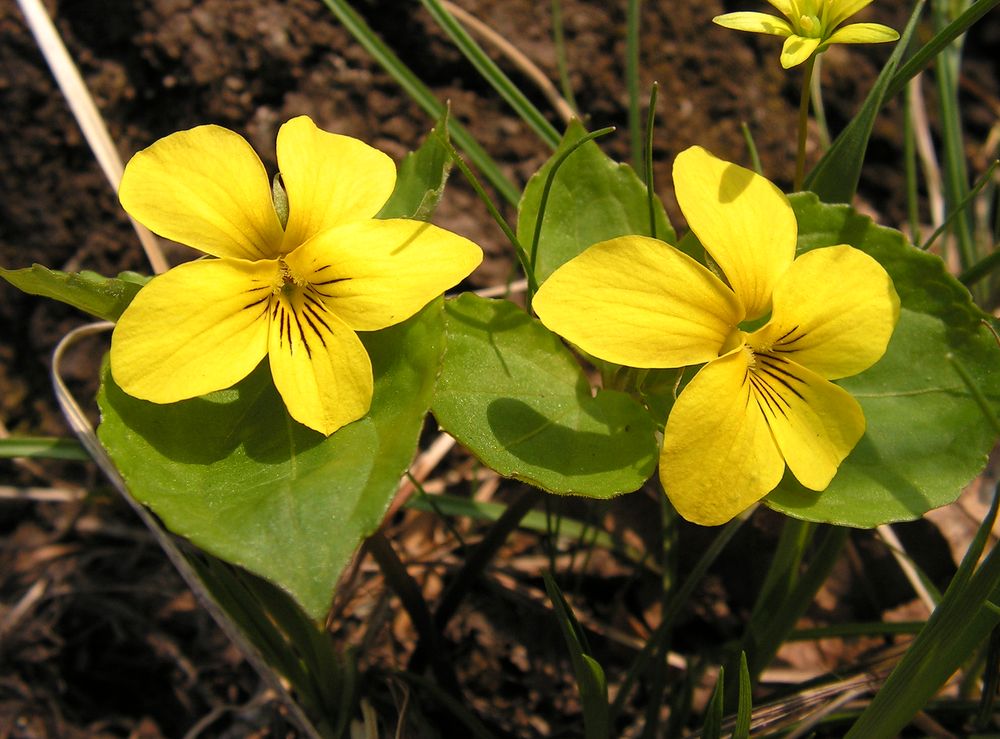 Image of Viola xanthopetala specimen.