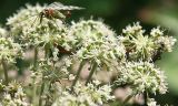 Angelica sylvestris