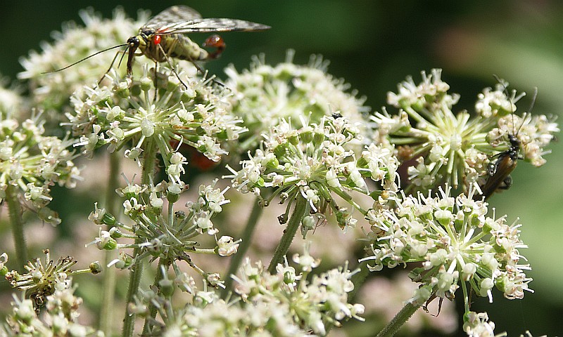 Изображение особи Angelica sylvestris.