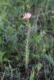 genus Pseudosedum