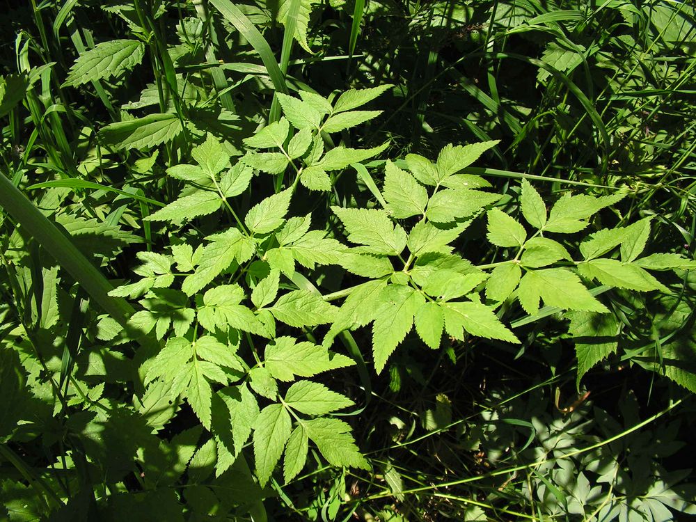 Image of genus Angelica specimen.