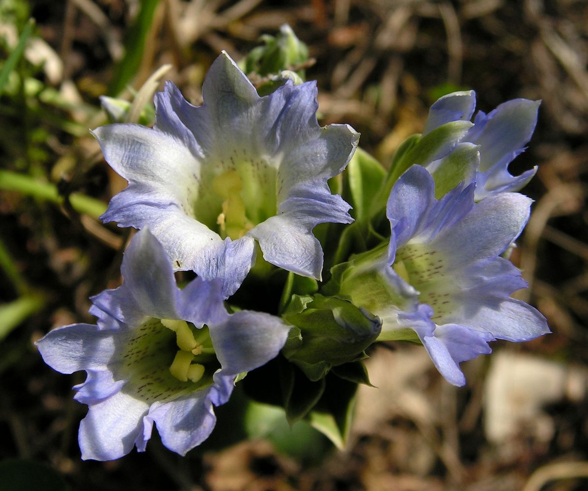 Изображение особи Gentiana zollingeri.