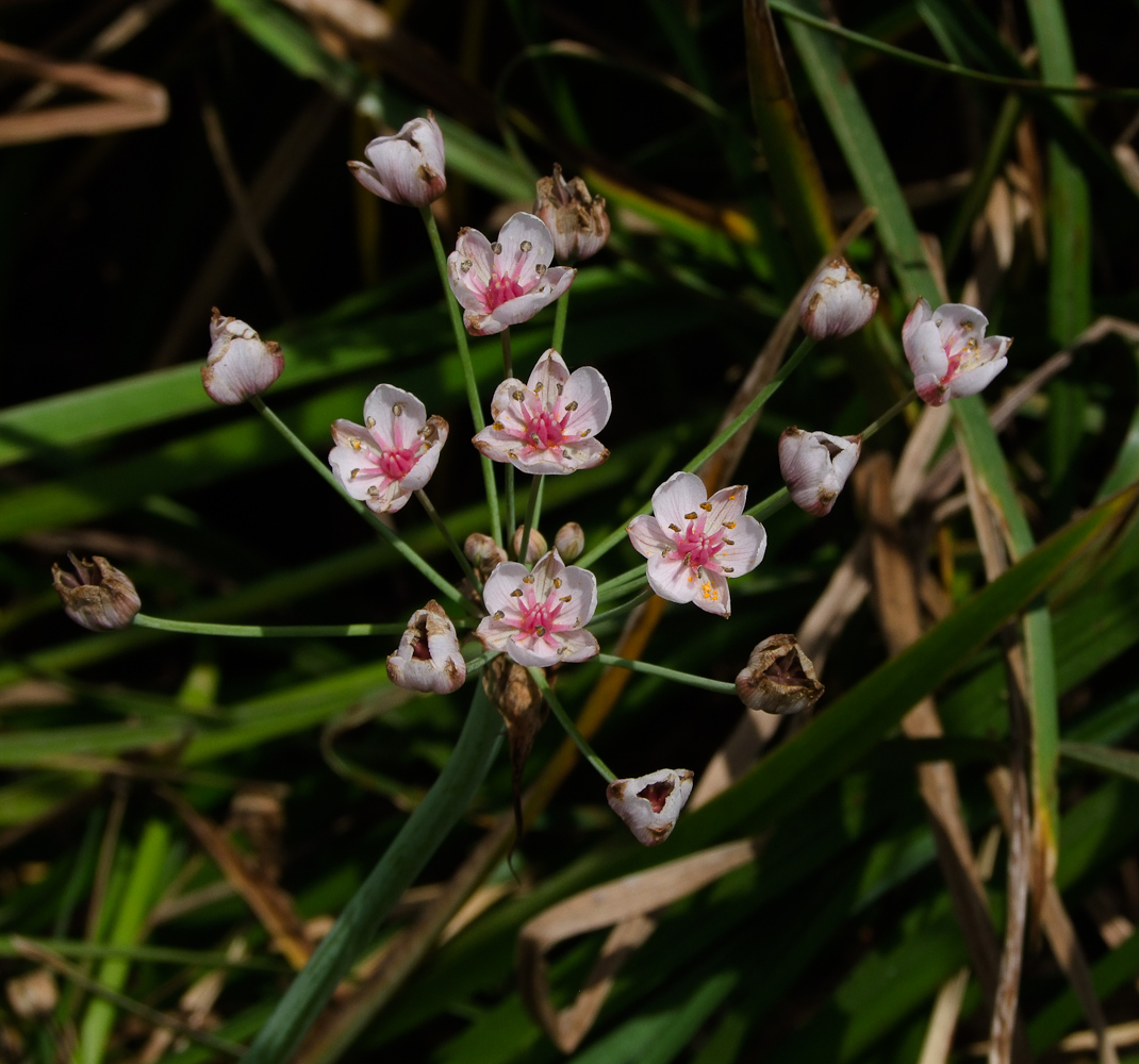 Изображение особи Butomus umbellatus.